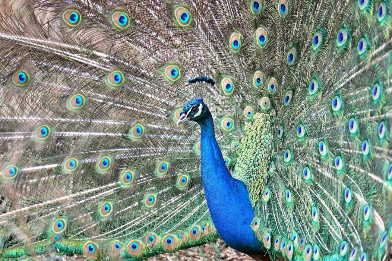 foto. Gdański Ogród Zoologiczny