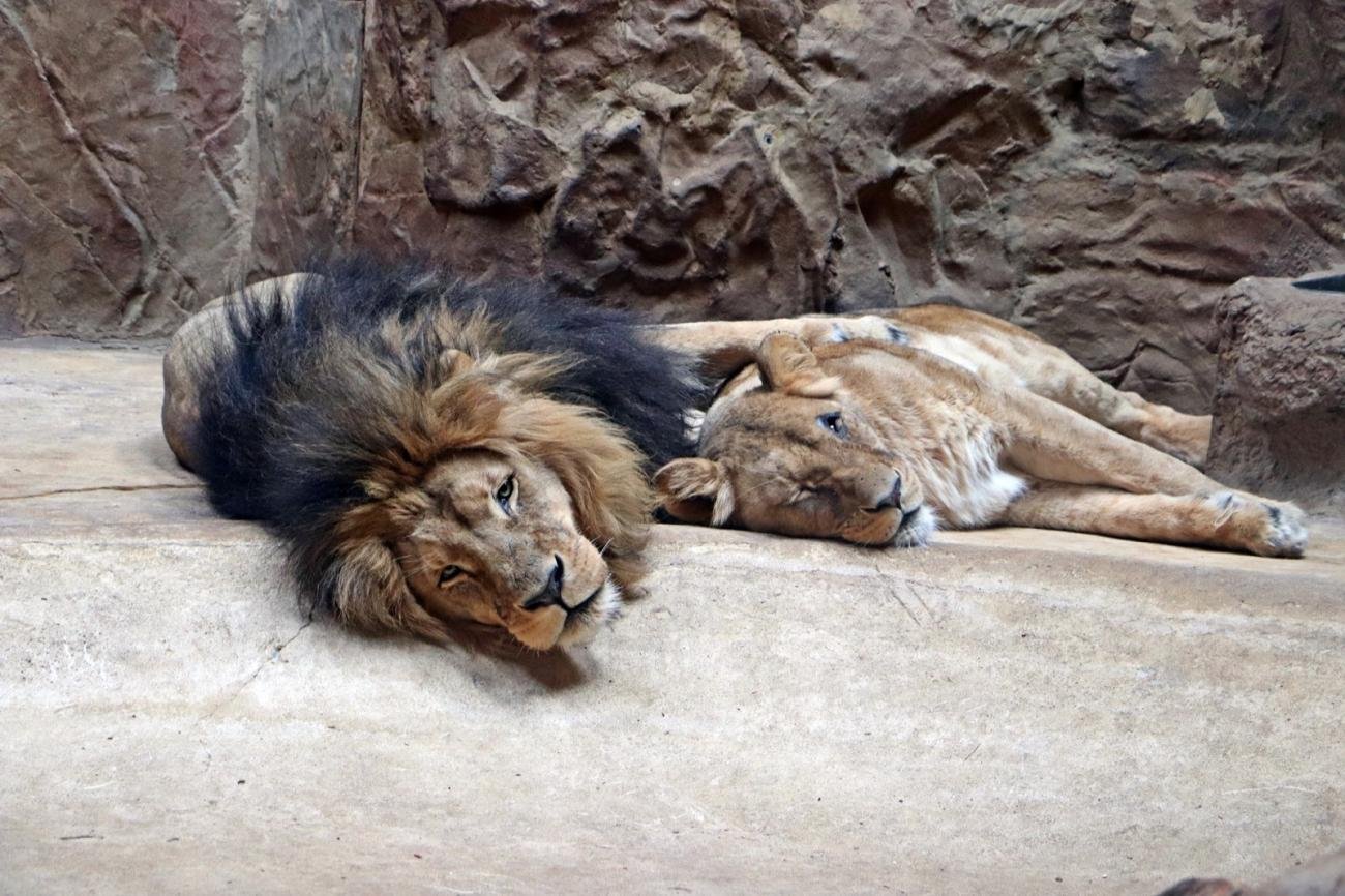 foto. Gdański Ogród Zoologiczny