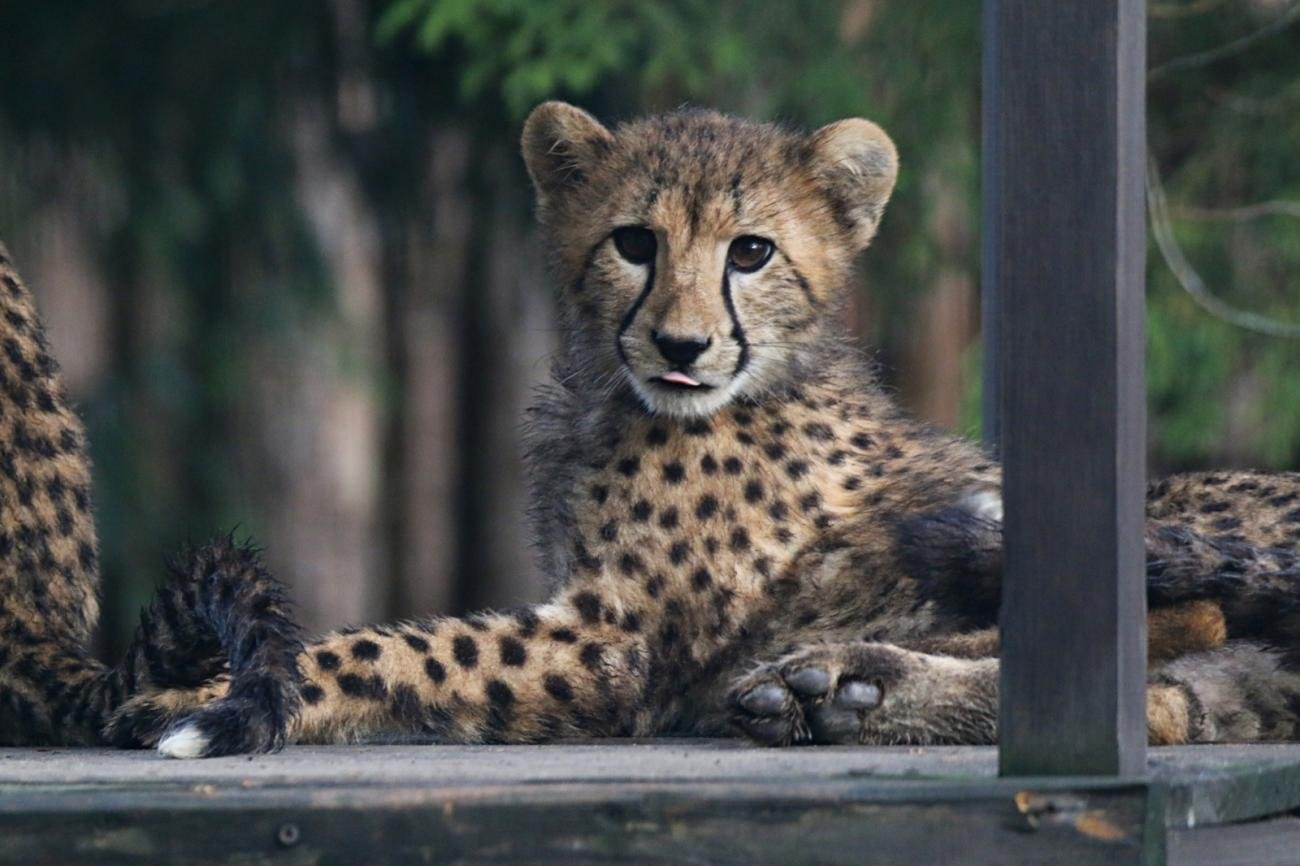 foto. Gdański Ogród Zoologiczny