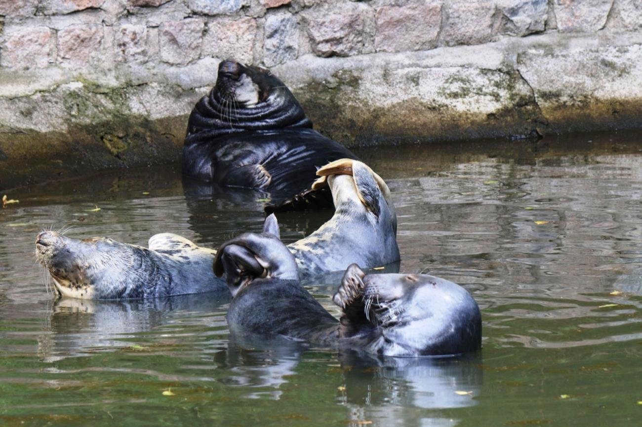 foto. Gdański Ogród Zoologiczny