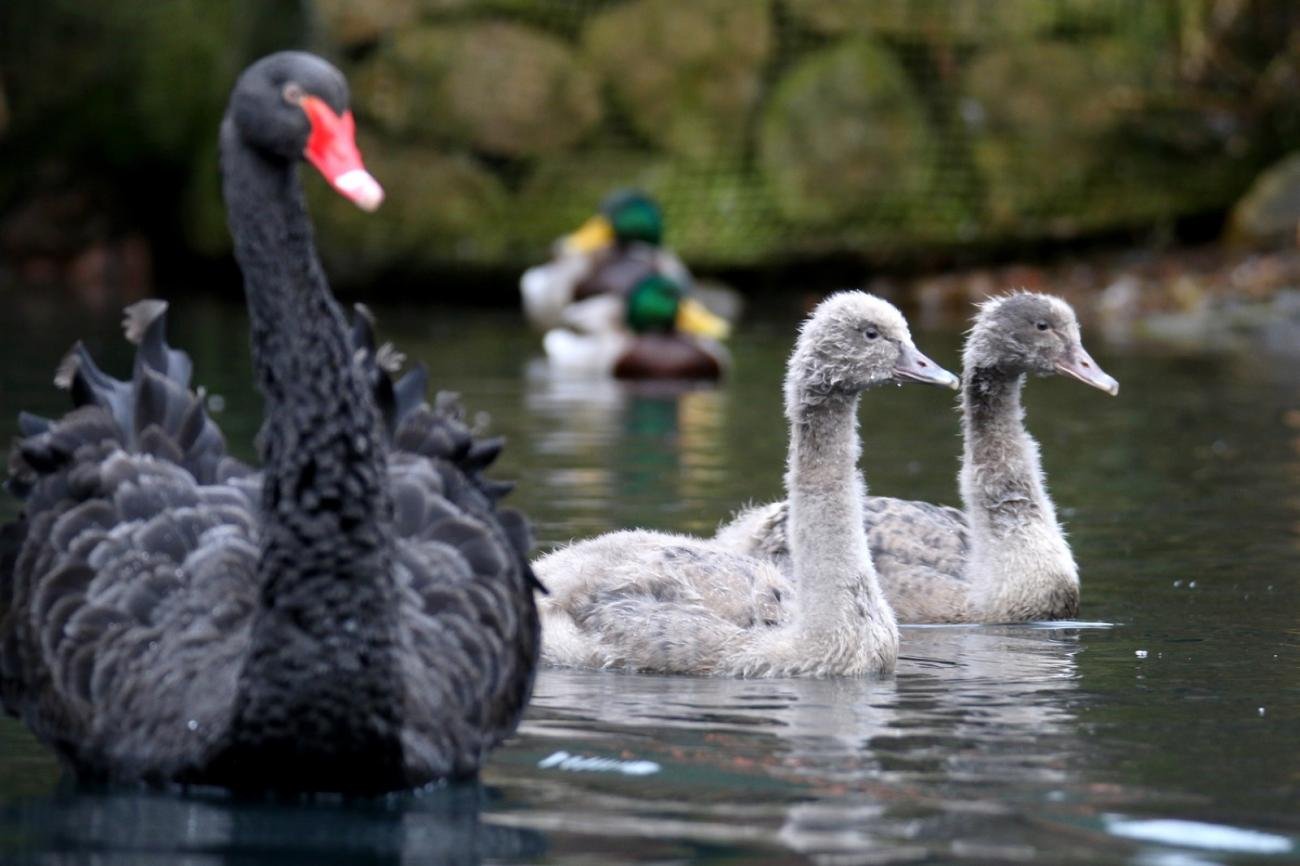 foto. Gdański Ogród Zoologiczny