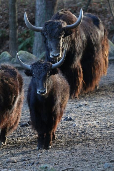 foto. Gdański Ogród Zoologiczny