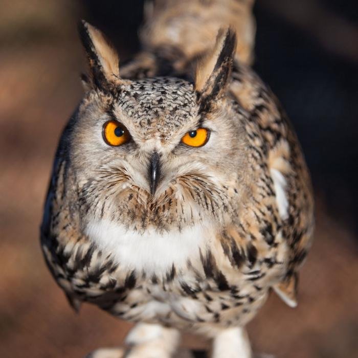 foto. Gdański Ogród Zoologiczny