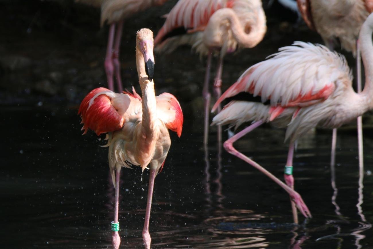 foto. Gdański Ogród Zoologiczny